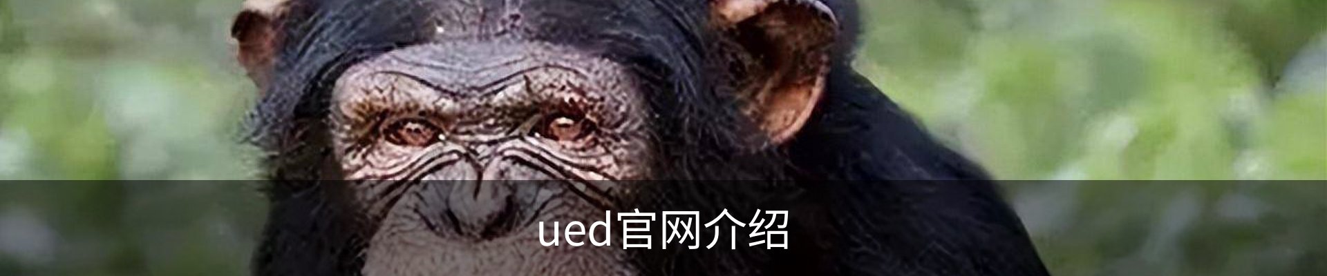 ued官网介绍